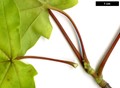 SpeciesSub: 'Summergold' (A.cappadocicum × A.miyabei)